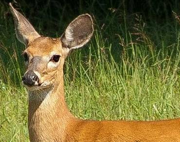 Deer a doe a female deer